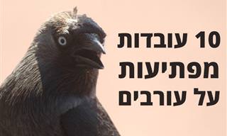 10 עובדות מפתיעות על עורבים