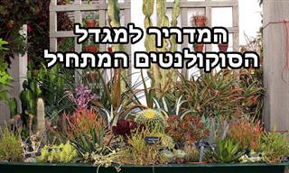 כל מה שצריך לדעת כדי לגדל סוקולנטים בהצלחה