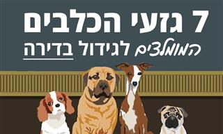 7 גזעי כלבים שמומלץ לגדל בדירה