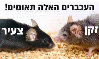 איך להאט, לעצור ואף להחזיר לאחור את הזקנה