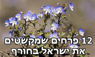 12 פרחים יפים שאפשר לראות ברחבי הארץ במהלך חודשי החורף