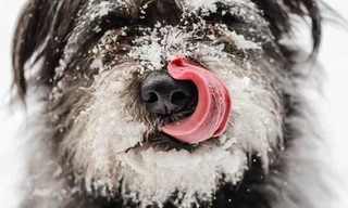 תמונות מתוקות של כלבים בשלג