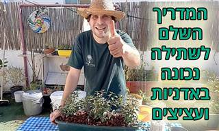מדריך לשתילה נכונה בעציצים ואדניות