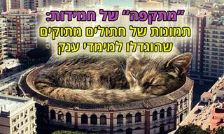 15 תמונות של חתולים שהוגדלו למימדי ענק אבל נותרו חמודים כמו שהם