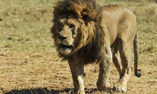 15 עובדות מסקרנות ומעניינות ביותר על אריות