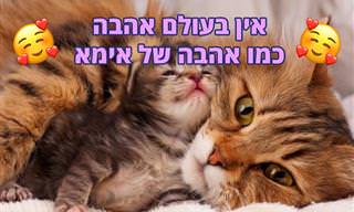 15 תמונות של אהבה בין ילד לאימא בעולם החי