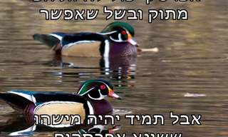 עצות חכמות ששווה להפנים