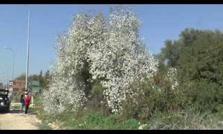 פריחה אביבית בישראל