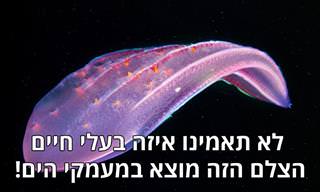 תמונות מדהימות של בעלי החיים המסתוריים שחיים במעמקים