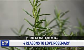 4 סיבות נהדרות להתאהב בצמח הרוזמרין