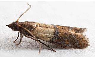 איך נפטרים מעשים? מדריך מעשי וטיפים שכדאי להכיר