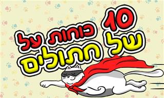 10 כוחות על של חתולים