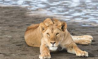 צאו למסע בממלכת החיות של אפריקה עם צילומיה הנהדרים של מטיילת ישראלית