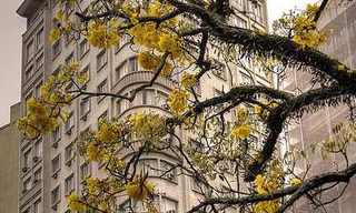 תמונות מקוריטיבה - העיר הירוקה!