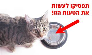 15 טעויות נפוצות שעושים בעלי חתולים