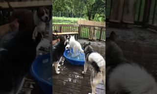 כלב לא מאפשר לחבריו להיכנס לבריכה הקטנטנה שלו