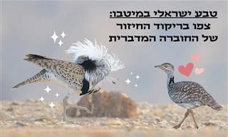 ריקוד החיזור של החוברה המדברית