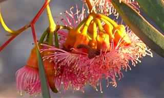 הנופים והמראות של נחל חרוד, קניון הבזלת והסביבה