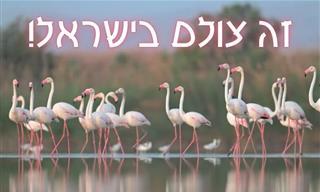 תצפית טבע מפתיעה: הפלמינגו הגדול בישראל