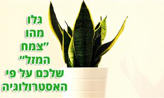 איזה צמח מתאים לכם לגדל על פי המזל האסטרולוגי שלכם?