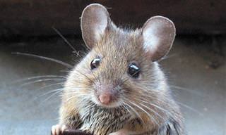מלכודת עכברים - סיפור קצר על התרומה שלנו לזולת
