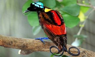 18 הציפורים הצבעוניות ביותר בעולם