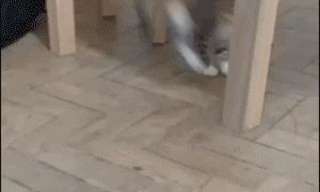 עצות לחיים מידידינו החתולים