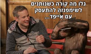 שימפנזה פוגשת פעם ראשונה אייפד - בקסם מתוק מאין כמוהו