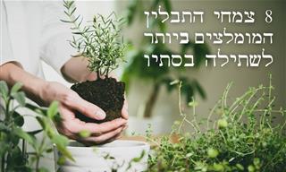 8 צמחי תבלין שמומלץ לשתול בסתיו