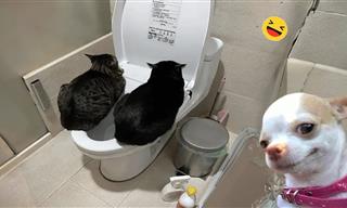 אוסף חיות מצחיקות שיגרמו לכם לשכוח מהצרות שלכם