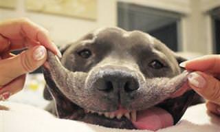 תמונות חמודות ומצחיקות של כלבים עם הרבה עור פנים