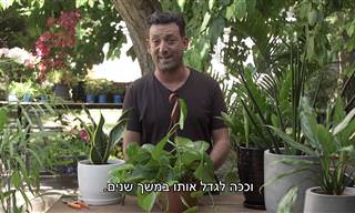 5 צמחים עמידים במיוחד שאפשר לגדל בקלות