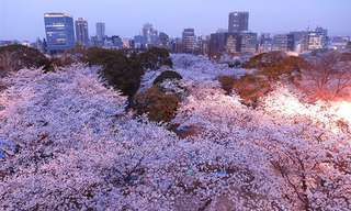 פריחת עצי הדובדבן ביפן