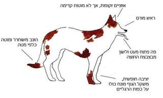 המדריך לפענוח שפת הגוף של כלבים