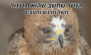 משל הנשר שחשב שהוא תרנגול