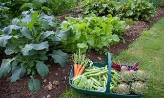 מדריך לשתילה וגידול מגוון ירקות