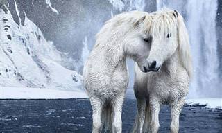 סדרת תמונות מרהיבות של סוסי הפרא באיסלנד