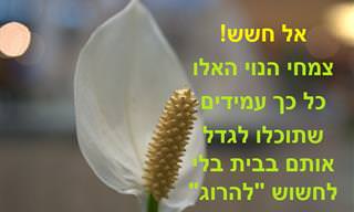 8 צמחי בית שכמעט בלתי אפשרי 