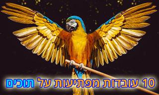 10 עובדות מעניינות ומפתיעות על תוכים