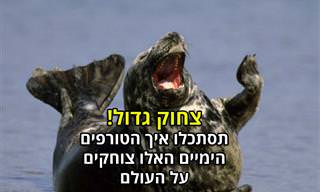 15 תמונות של כלבי ואריות ים צוחקים