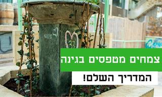 טיפים לגידול צמחים מטפסים ו-10 זנים מומלצים