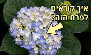 האם תוכלו לזהות את שמות הפרחים הבאים?