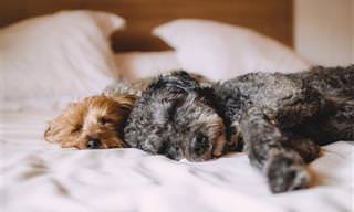 7 סיבות לכך שלא כדאי לישון עם חיית המחמד במיטה