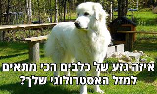 איזה גזע של כלבים הכי מתאים למזל האסטרולוגי שלך?