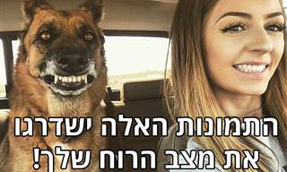 16 תמונות מצחיקות ומחממות לב של כלבים וחתולים