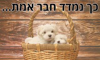 כך נמדד חבר אמת...