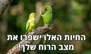 15 תמונות של חיות מצחיקות ושובבות