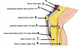 שחיקת הסחוס בברך - הטיפול היעיל לכאבי ברכיים