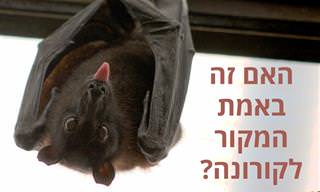 18 עובדות מפתיעות על עטלפים