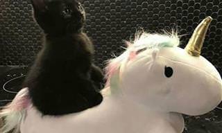 16 תמונות חמודות ומצחיקות שיגרמו לך להתאהב בחתולים שחורים